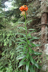 Lilium carniolicum