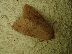 Anorthoa angustipennis