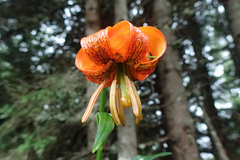 Lilium carniolicum