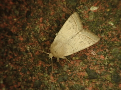 Orthosia ella