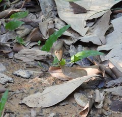 Hypocysta irius
