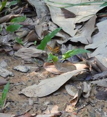 Hypocysta irius