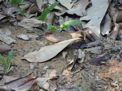 Hypocysta irius