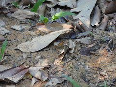 Hypocysta irius