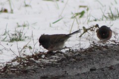 Junco hyemalis cismontanus