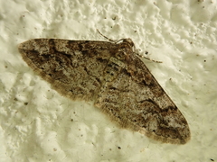 Agriopis dira