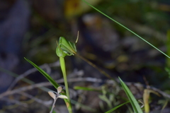 Pterostylis cernua