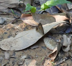 Hypocysta irius