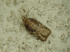 Acleris nigriradix
