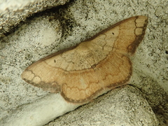 Pylargosceles steganioides