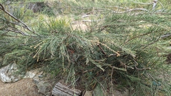 Allocasuarina crassa