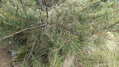 Allocasuarina crassa