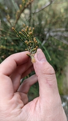 Allocasuarina crassa