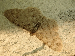 Myrioblephara nanaria