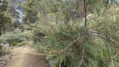 Allocasuarina crassa