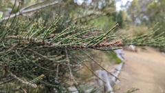 Allocasuarina crassa