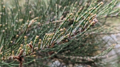 Allocasuarina crassa