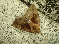 Bomolocha stygiana