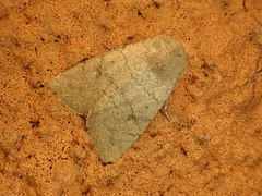 Athetis cinerascens