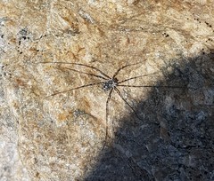 Mitopus