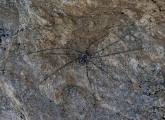 Mitopus
