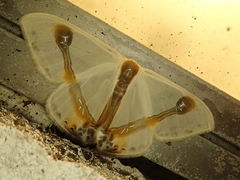Macrocilix mysticata watsoni