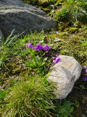 Primula glutinosa