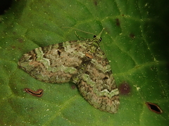 Chloroclystis excisa