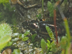 Bembidion pygmaeum