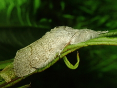 Calliteara pseudabietis