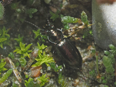 Bembidion pygmaeum
