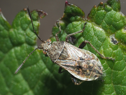 banded rhopalid, photo 2 of 10