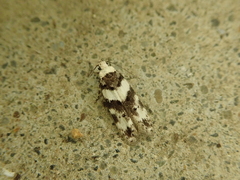 Pseudotelphusa incognitella