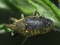 Larinus sturnus