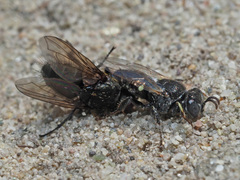 Oxybelus bipunctatus