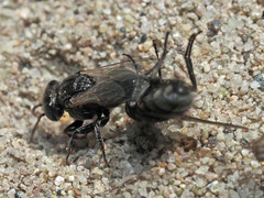 Oxybelus bipunctatus