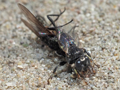 Oxybelus bipunctatus