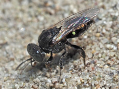Oxybelus bipunctatus