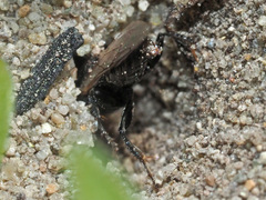 Oxybelus bipunctatus