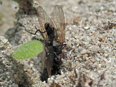 Oxybelus bipunctatus