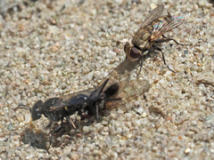 Oxybelus bipunctatus