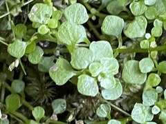 Callitriche muelleri