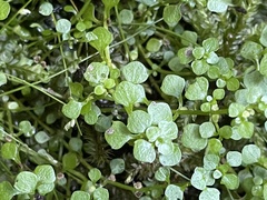 Callitriche muelleri