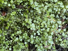 Callitriche muelleri