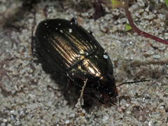 Amara eurynota