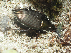 Amara eurynota