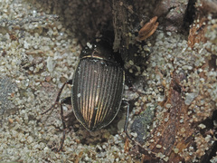Amara eurynota