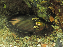 Amara eurynota