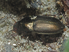 Amara eurynota