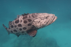Epinephelus tukula